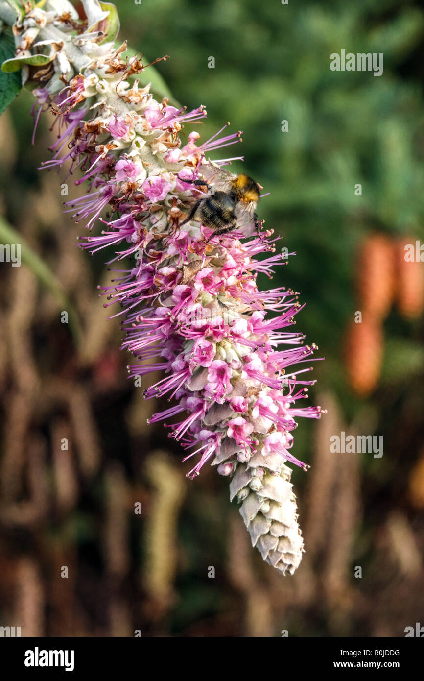 Weeping Buddleja, Rostrinucula dependens autumn bee Stock Photo
