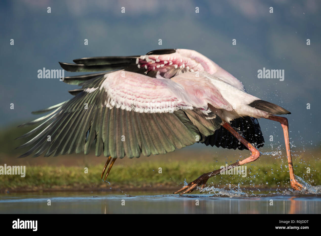 Yellow-billed stork (Mycteria ibis) hunting, Zimanga private game reserve, KawZulu-Natal) South Africa Stock Photo