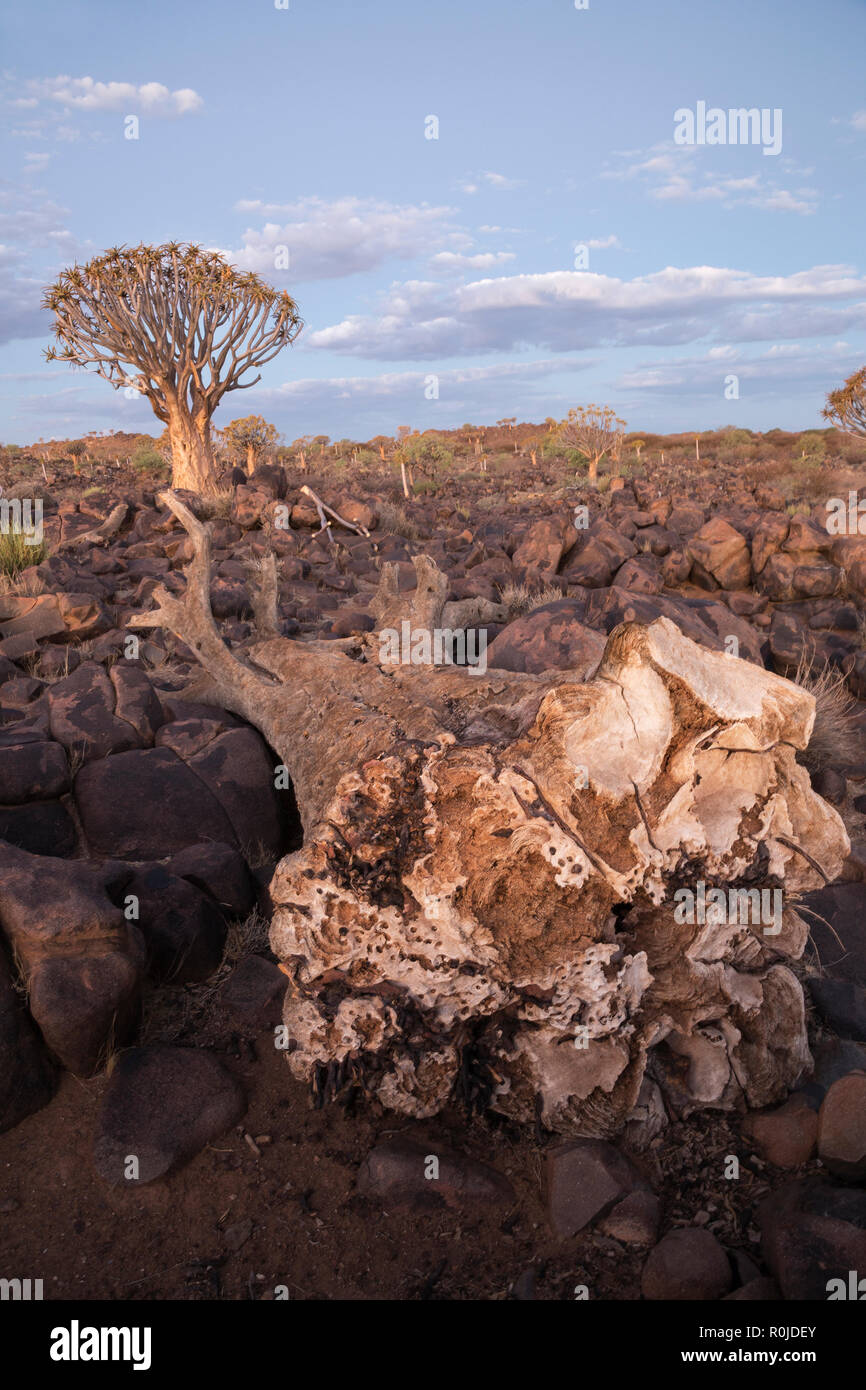 Dead quiver tree (kokerboom) (Aloidendron dichotomum, formerly Aloe dichotoma), Quiver Tree Forest, Keetmanshoop, Namibia, Stock Photo