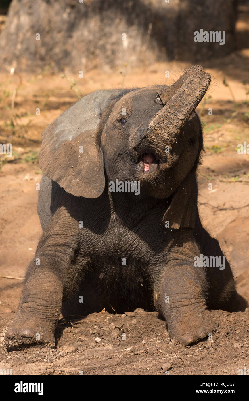 Baby elephant (Loxodonta africana), Chobe national park, Botswana, Stock Photo