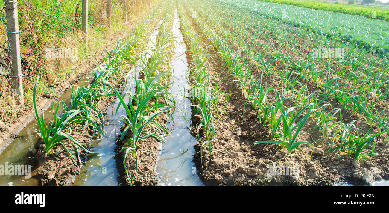 natural watering of agricultural crops, irrigation. leek plantations grow in the field. vegetable rows. farming agriculture Stock Photo