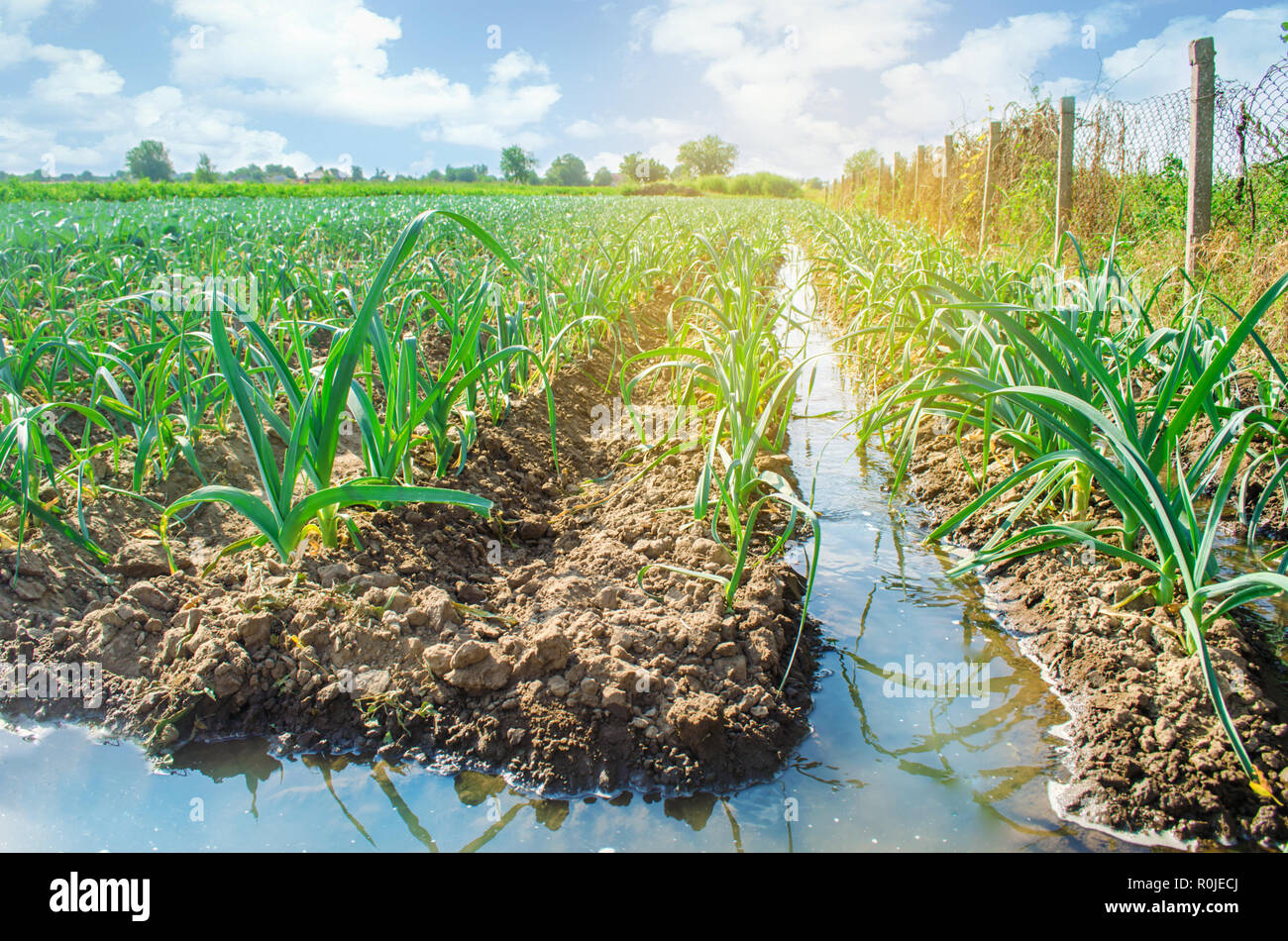 natural watering of agricultural crops, irrigation. leek plantations grow in the field. vegetable rows. farming agriculture Stock Photo