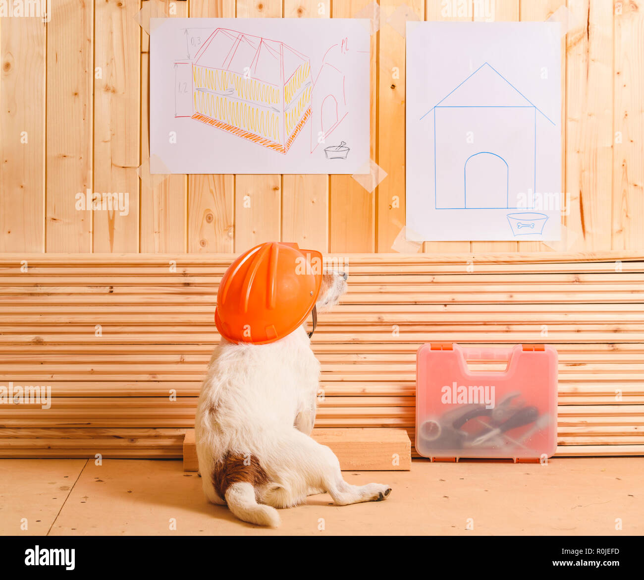 Dog as funny constructor with hardhat looking at blueprint of kennel Stock Photo
