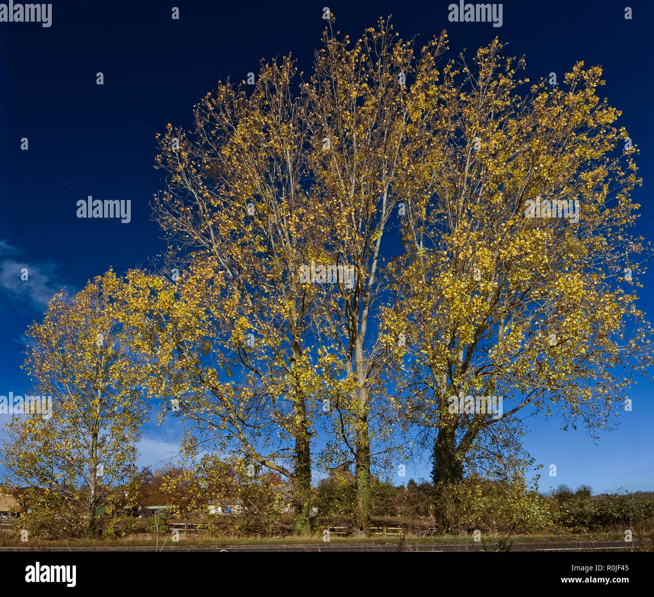 Autumn roadside trees Stock Photo