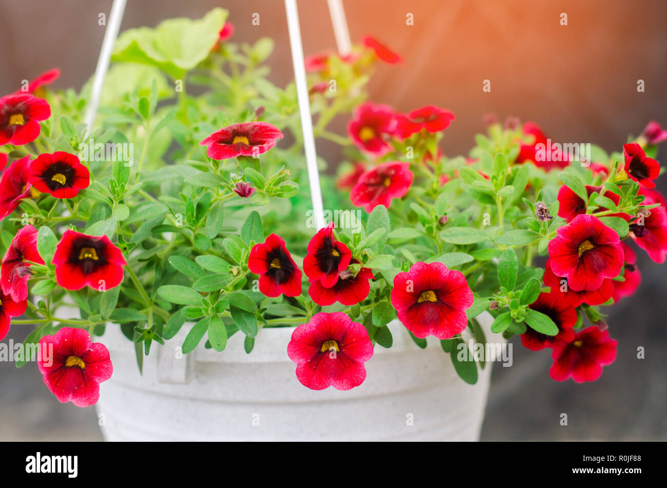 pot with red petunyami, beautiful spring and summer flowers