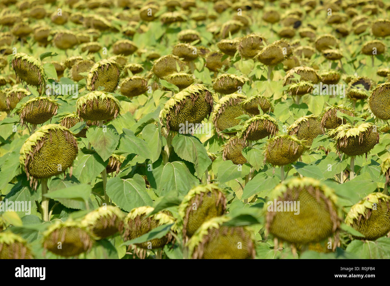 Drying sunflower seeds hi-res stock photography and images - Alamy