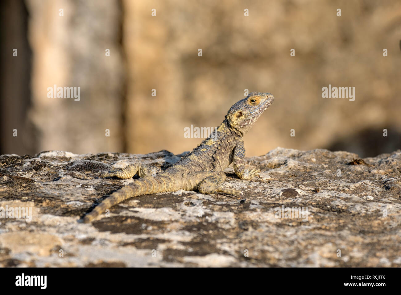 Lizard sun bathing on top of a rock Stock Photo
