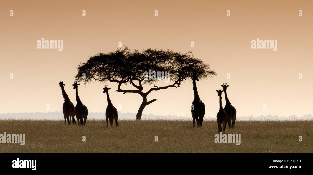giraffes herd moving towards an acacia tree before the Sunset, an classical African landscape. Stock Photo