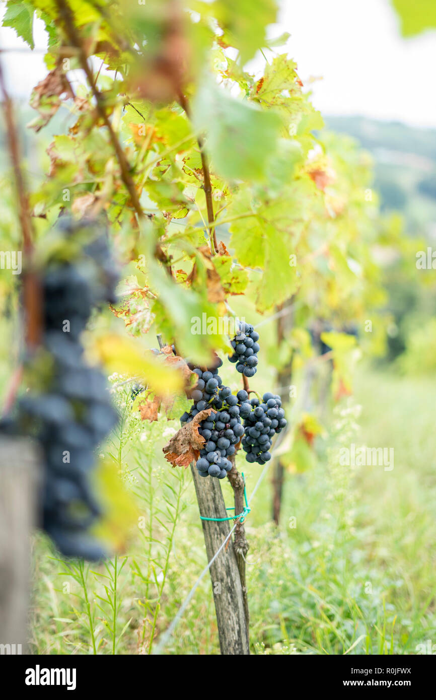 Red grapes before harvest hires stock photography and images Alamy