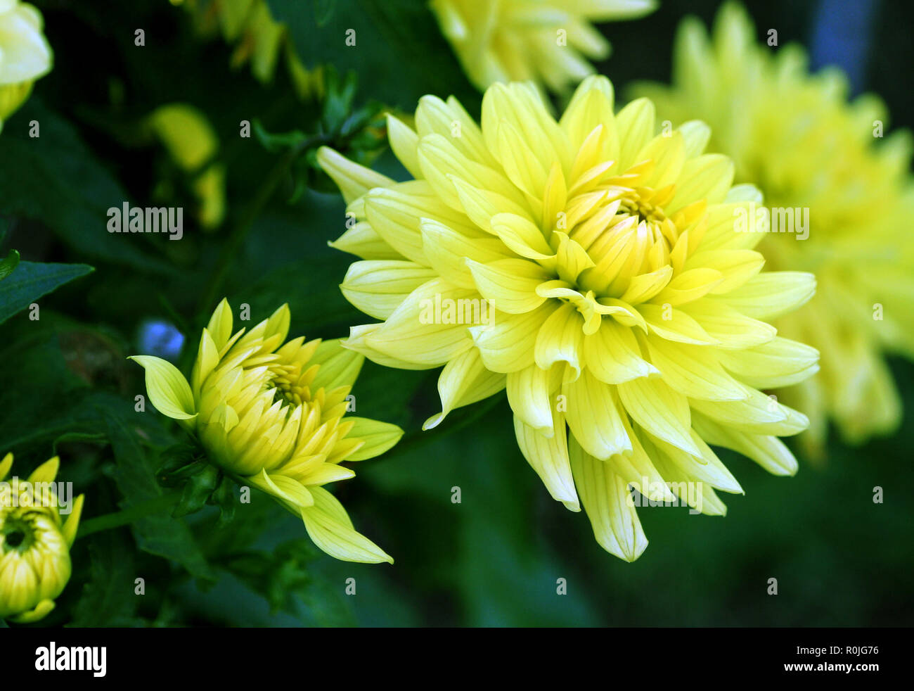 solei l a variety of yellow large chrysanthemums, dark green large foliage plants, white spots on the tips of petals, growing in a garden, daylight, Stock Photo