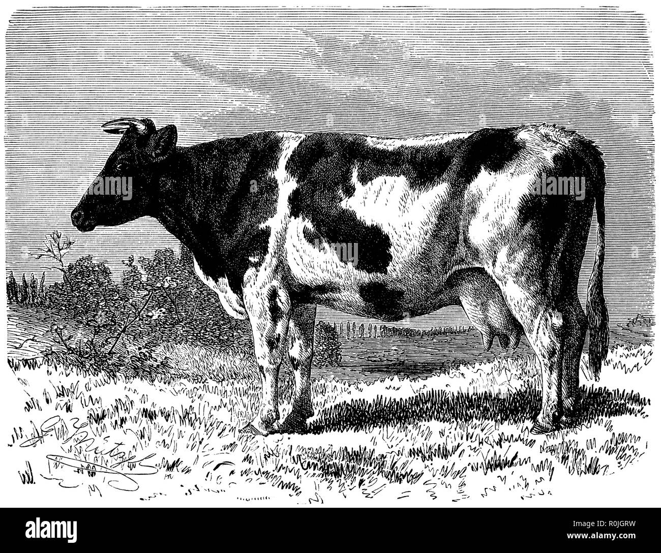 Dutch cattle,   1908 Stock Photo