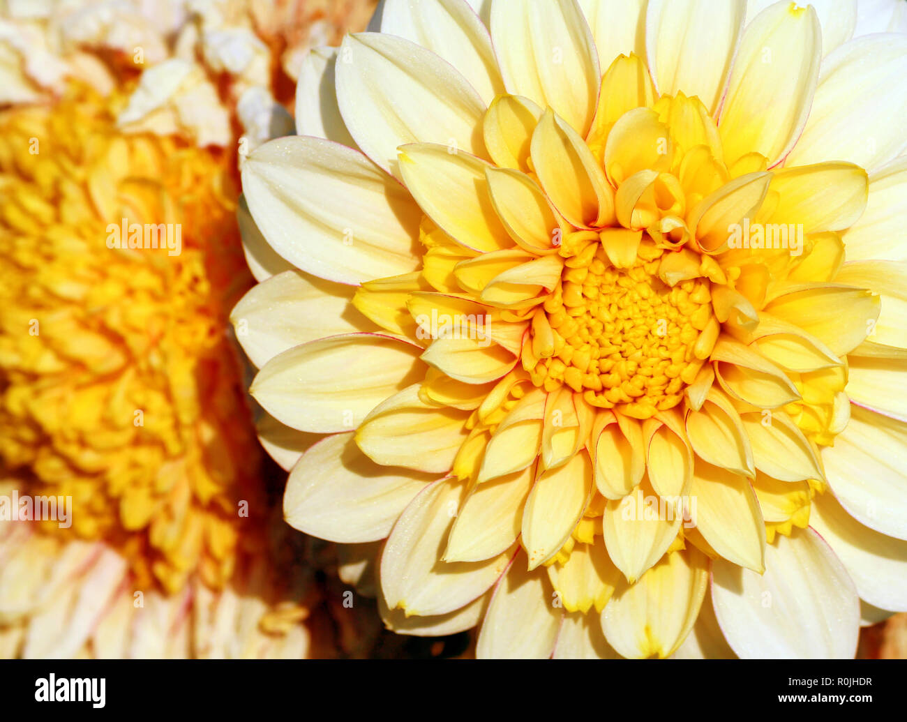 closeup a bright yellow with a white chrysanthemum of large size, dark yellow heart gradually lighter towards the tips of the petals, two flowers, Stock Photo