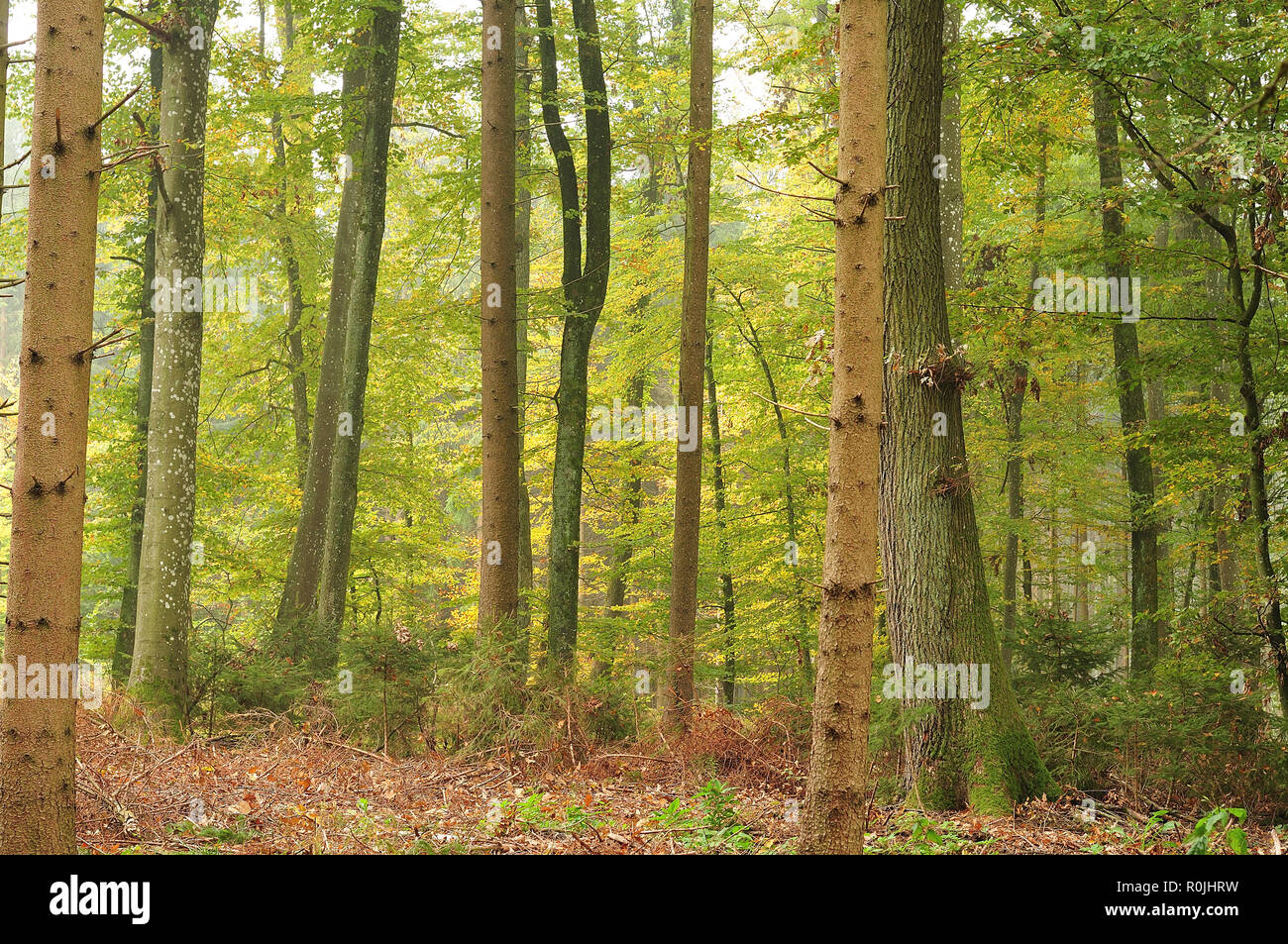 view into mixed forest with trunks of beech, spruce and mountain ash trees and coniferous saplings Stock Photo