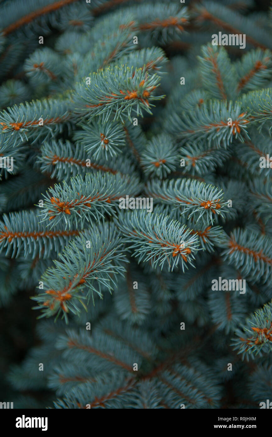 Background texture of fir tree branches Stock Photo - Alamy