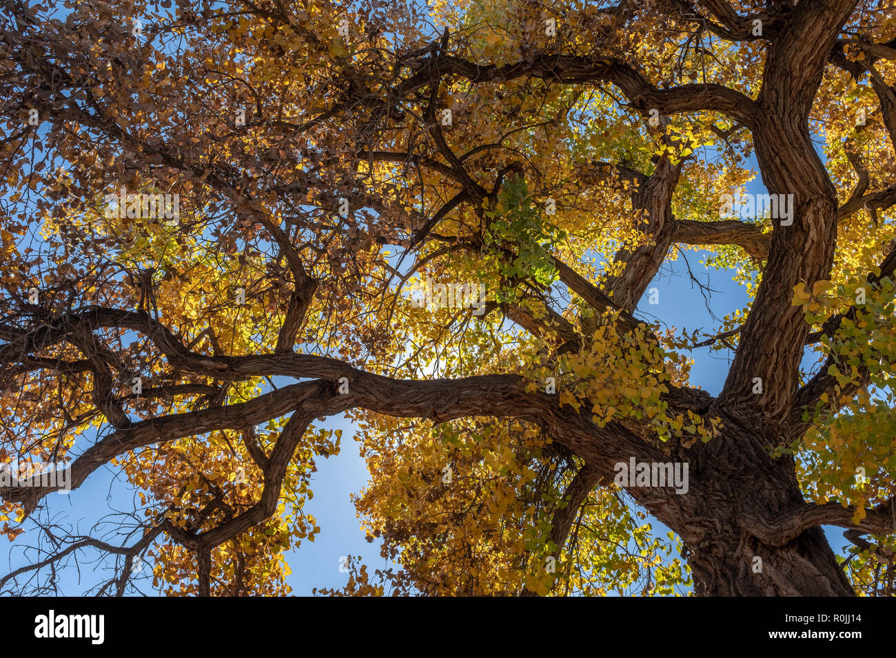 cottonwood trees in Autumn Stock Photo Alamy