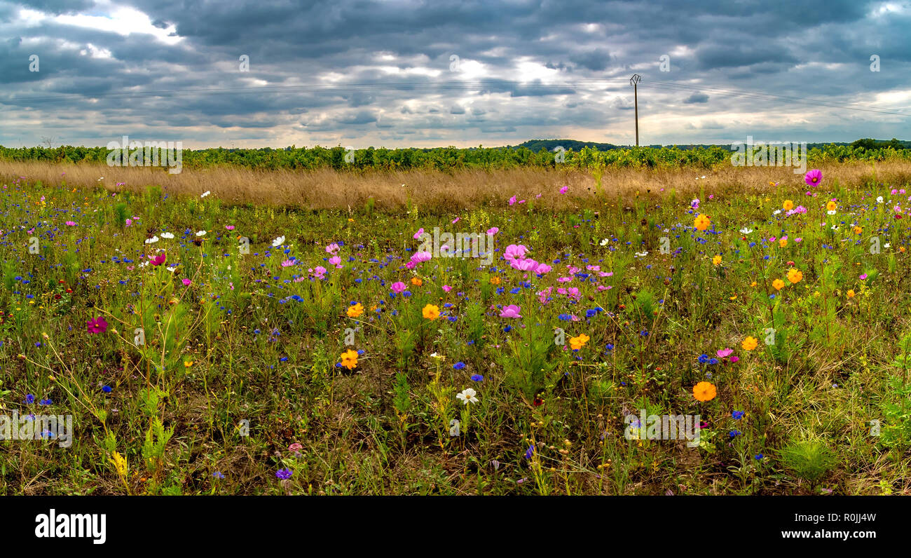 Wonderful wildflowers hi-res stock photography and images - Alamy