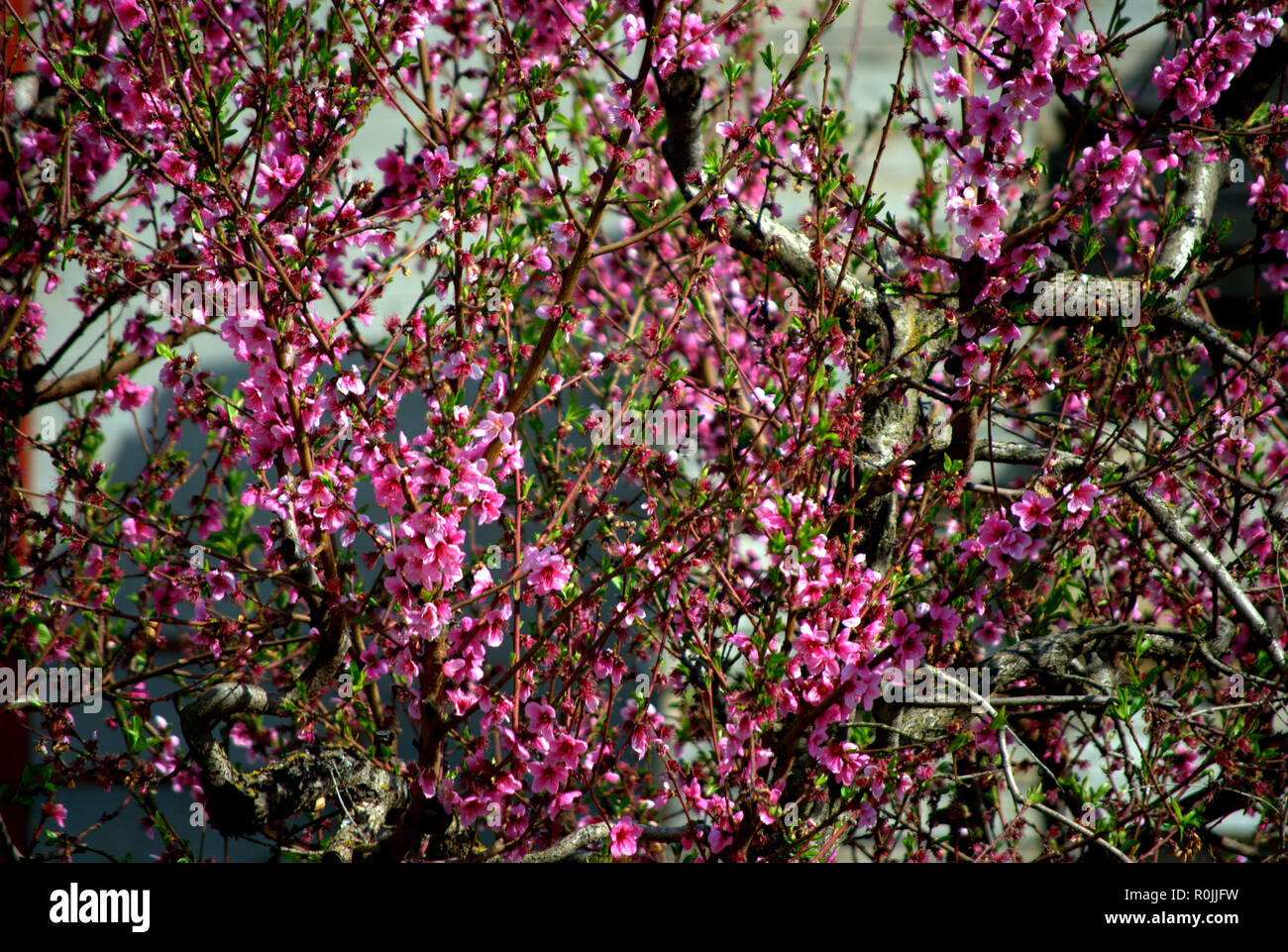 Branches of peach tree  full of pink flowers on natural background Stock Photo