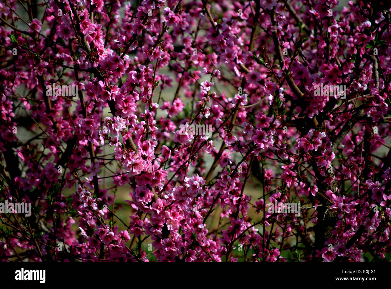 Branches of peach tree  full of pink flowers on natural background Stock Photo