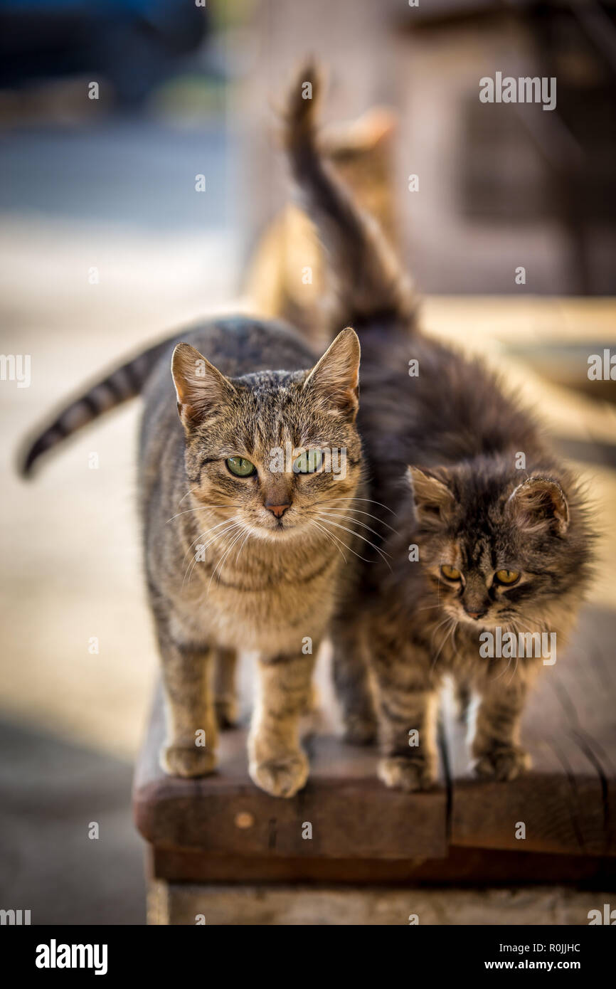 Two adorable tabby cats standing on the table and waiting for food Stock Photo