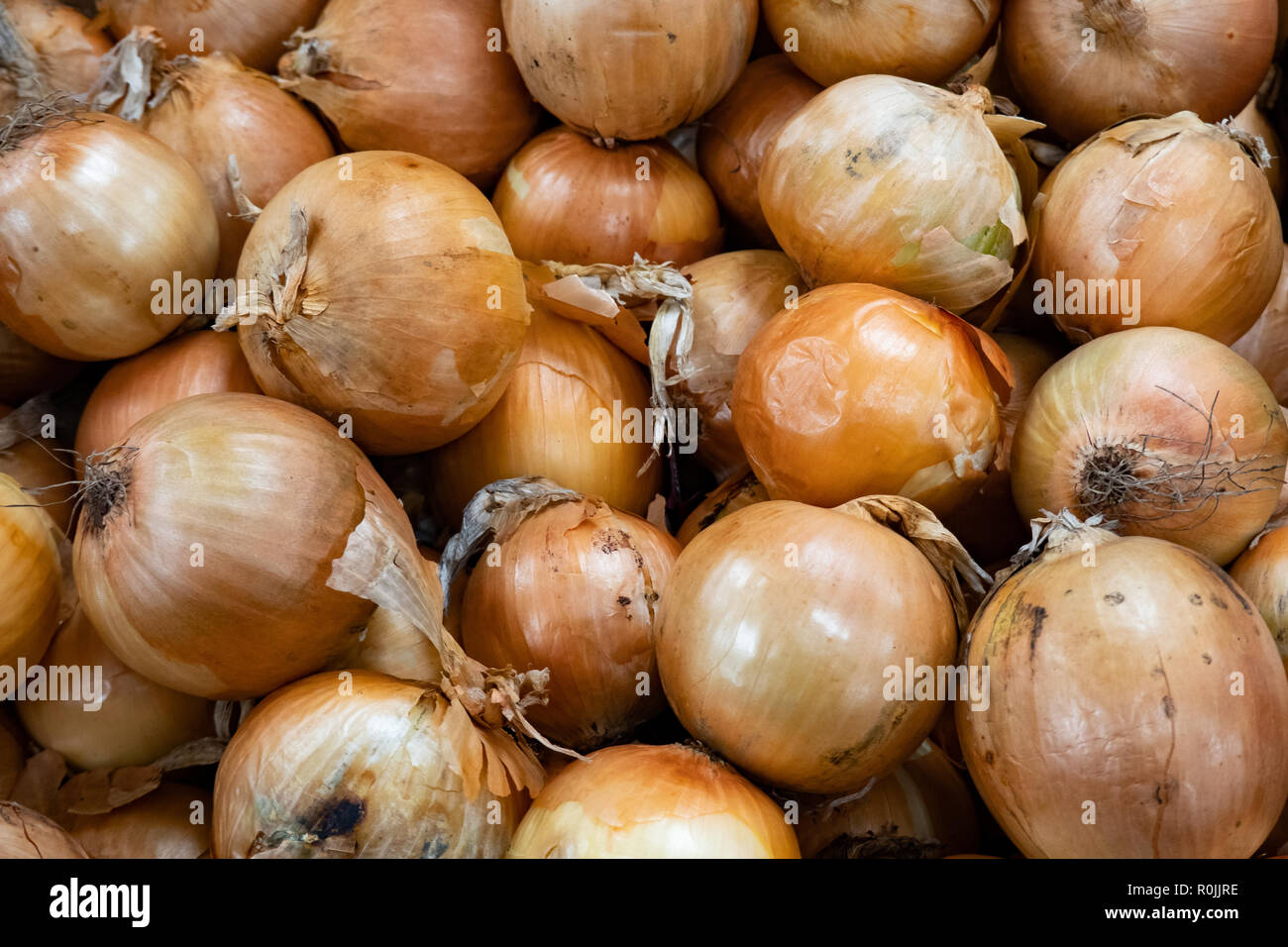 A display of fresh white or sweet onions, Allium cepa, in a small grocery store in Speculator, NY USA Stock Photo