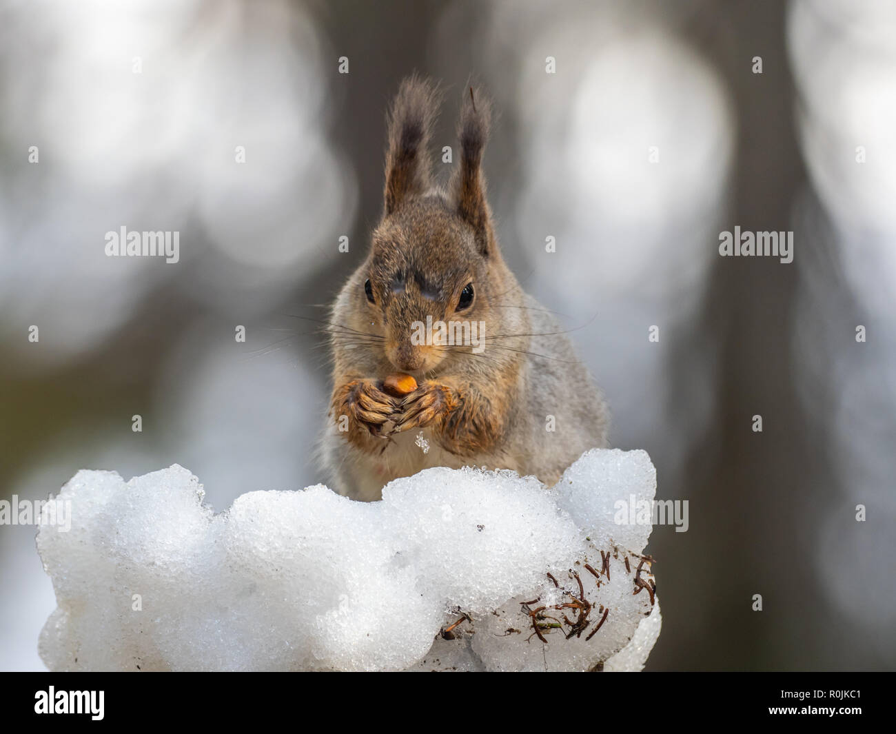 Eurasian red squirrel (Sciurus vulgaris) eating with snow in the background. Finland. Stock Photo