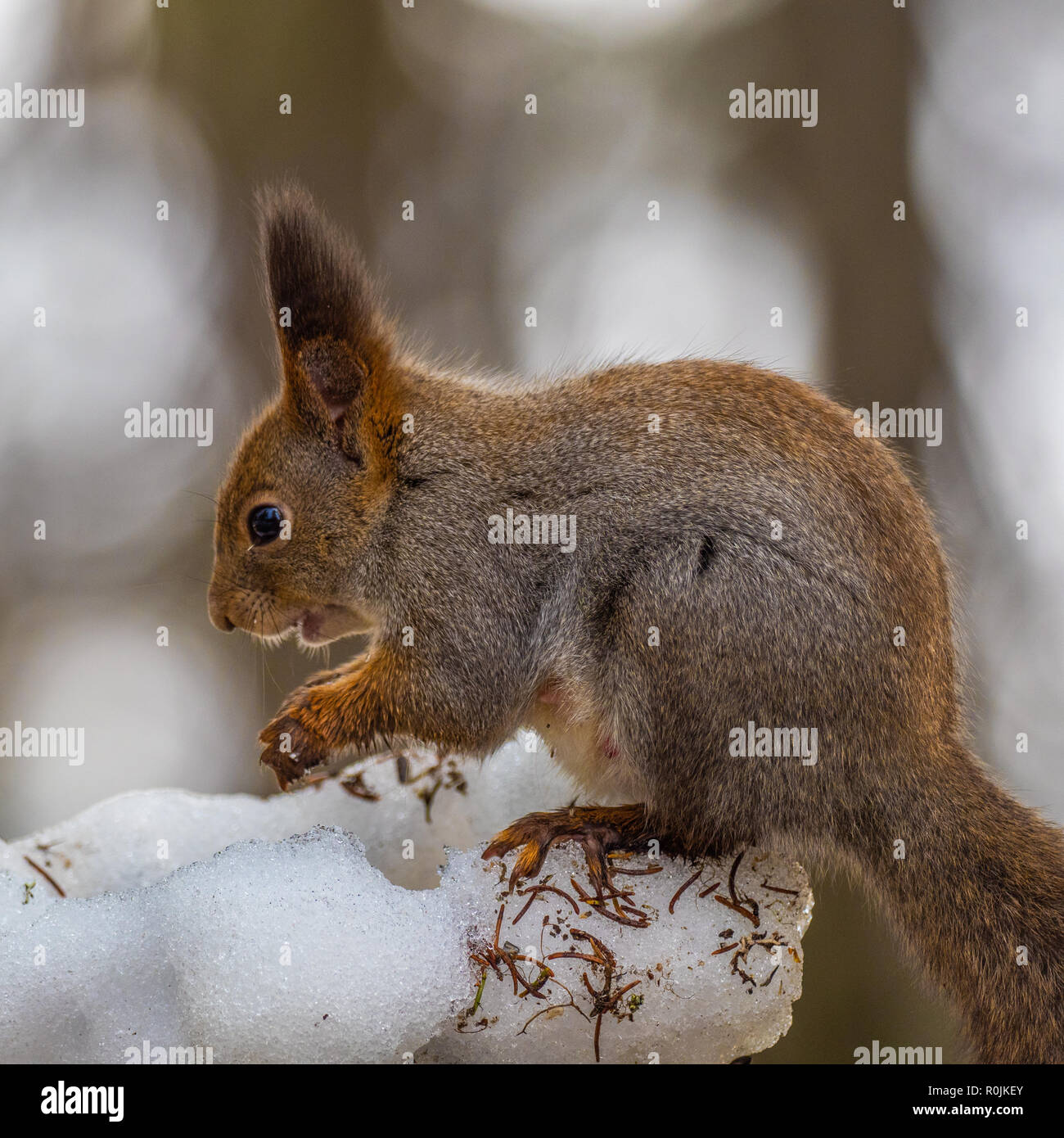 Eurasian red squirrel (Sciurus vulgaris) eating with snow in the background. Finland. Stock Photo