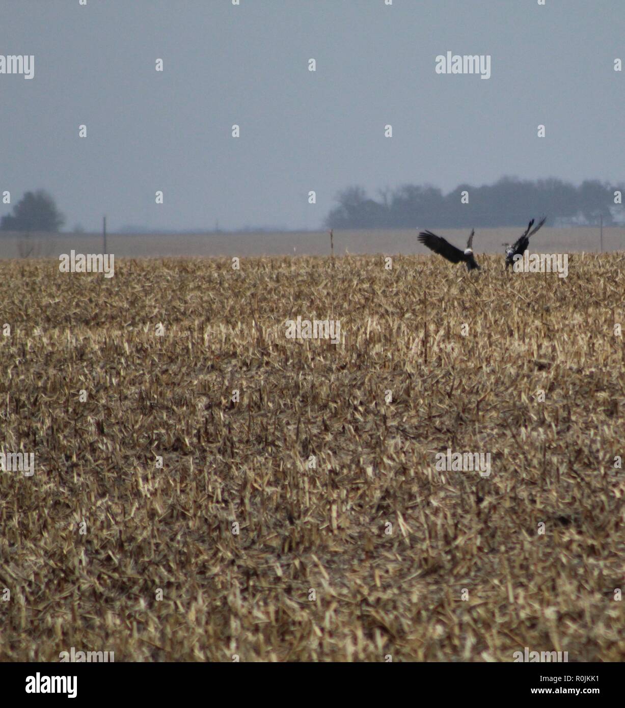 eagles confronting each other in a corn field, They just landed and wings are still outstretched, fall day, eagle and eaglet enjoying the fall wet day Stock Photo