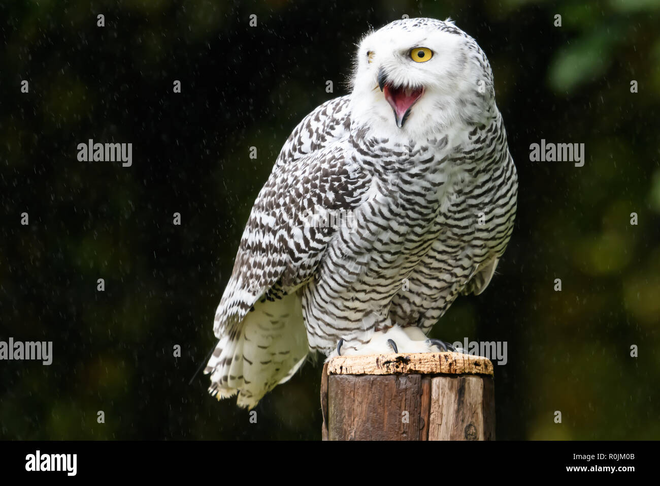 Snowy Owl Falconry High Resolution Stock Photography and Images - Alamy