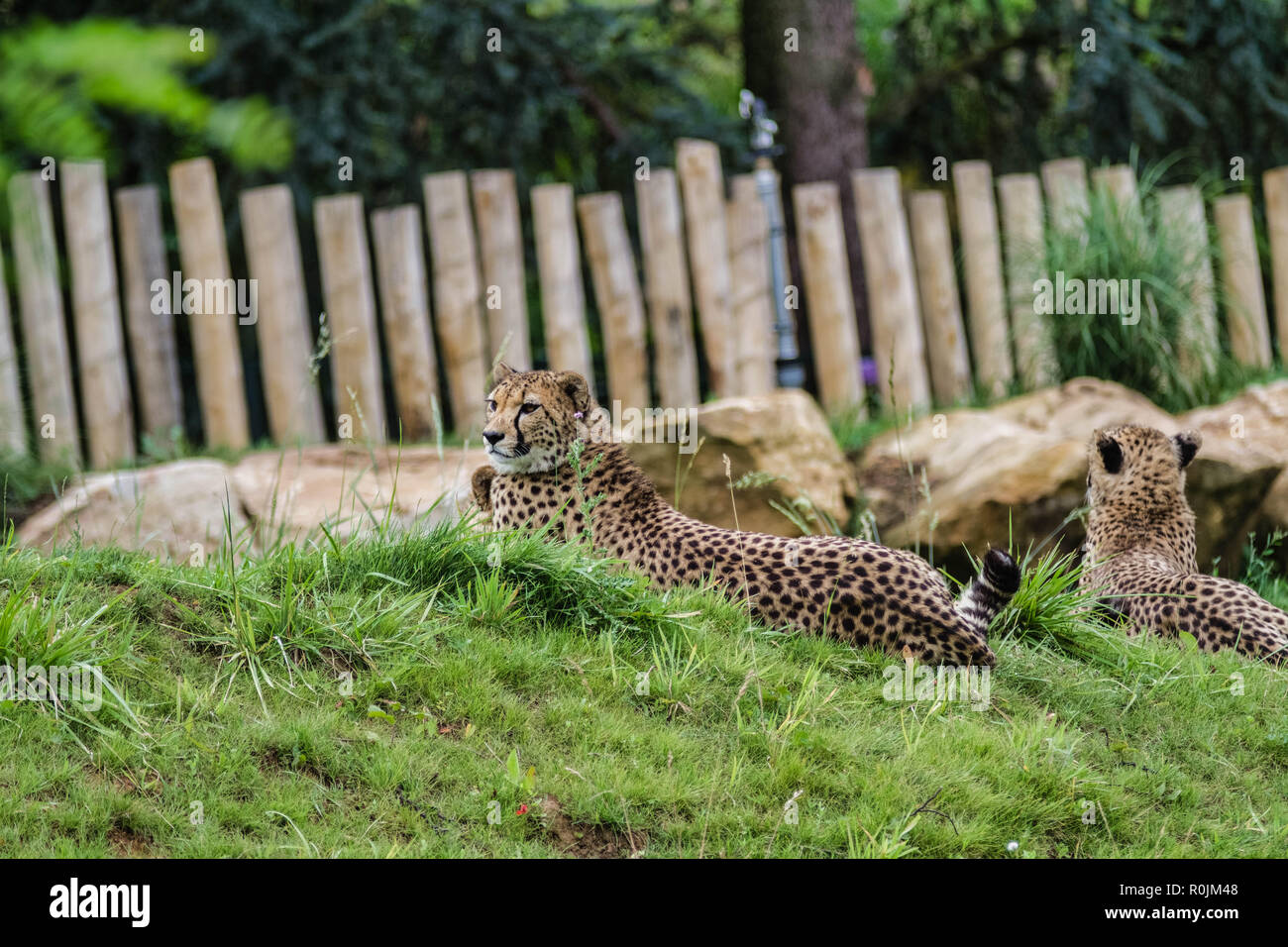 The cheetah (Acinonyx jubatus; /ˈtʃiːtə/) is a large cat of the subfamily Felinae that occurs in North, Southern and East Africa Stock Photo