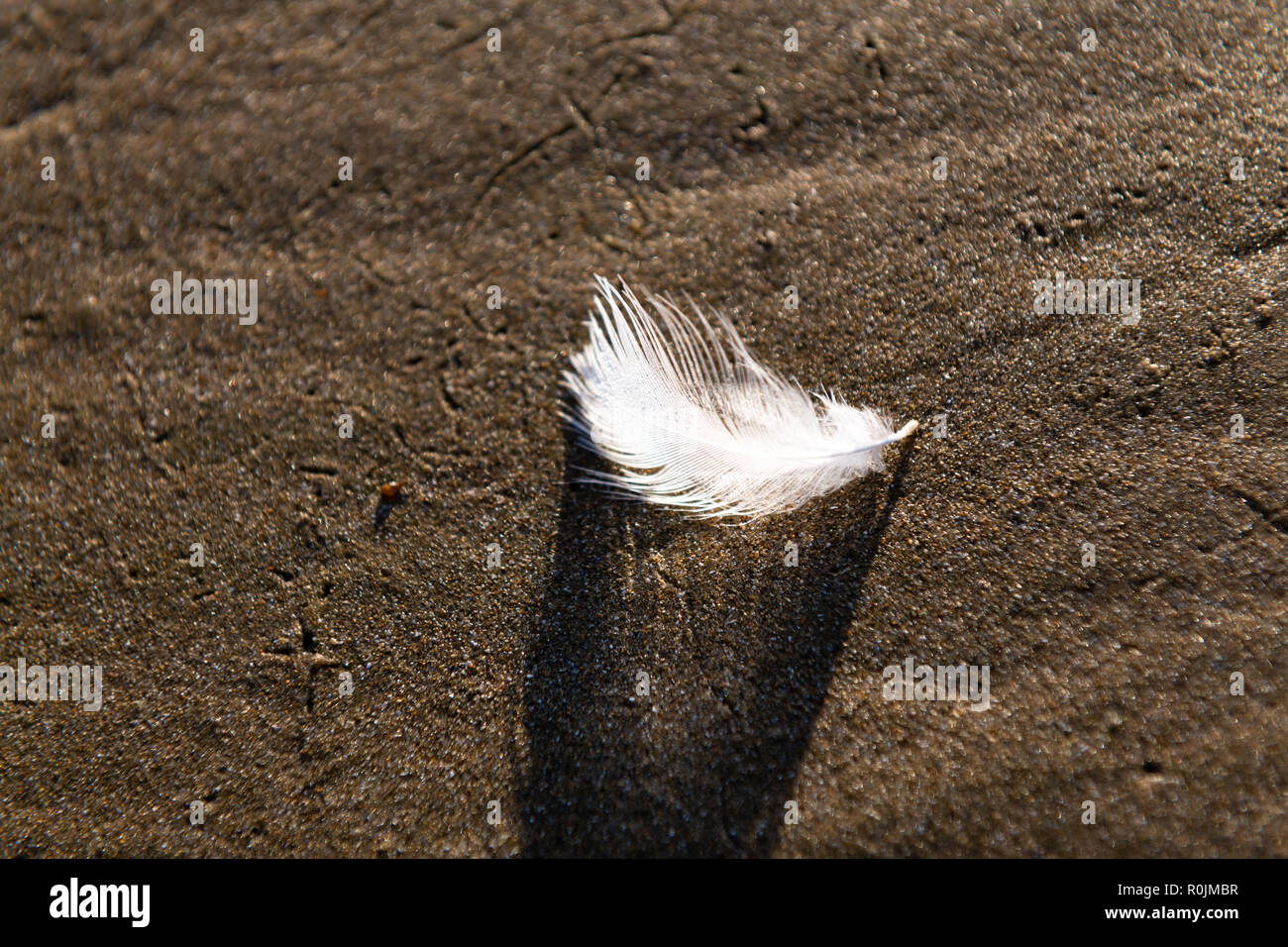 Pinion feather hires stock photography and images Alamy