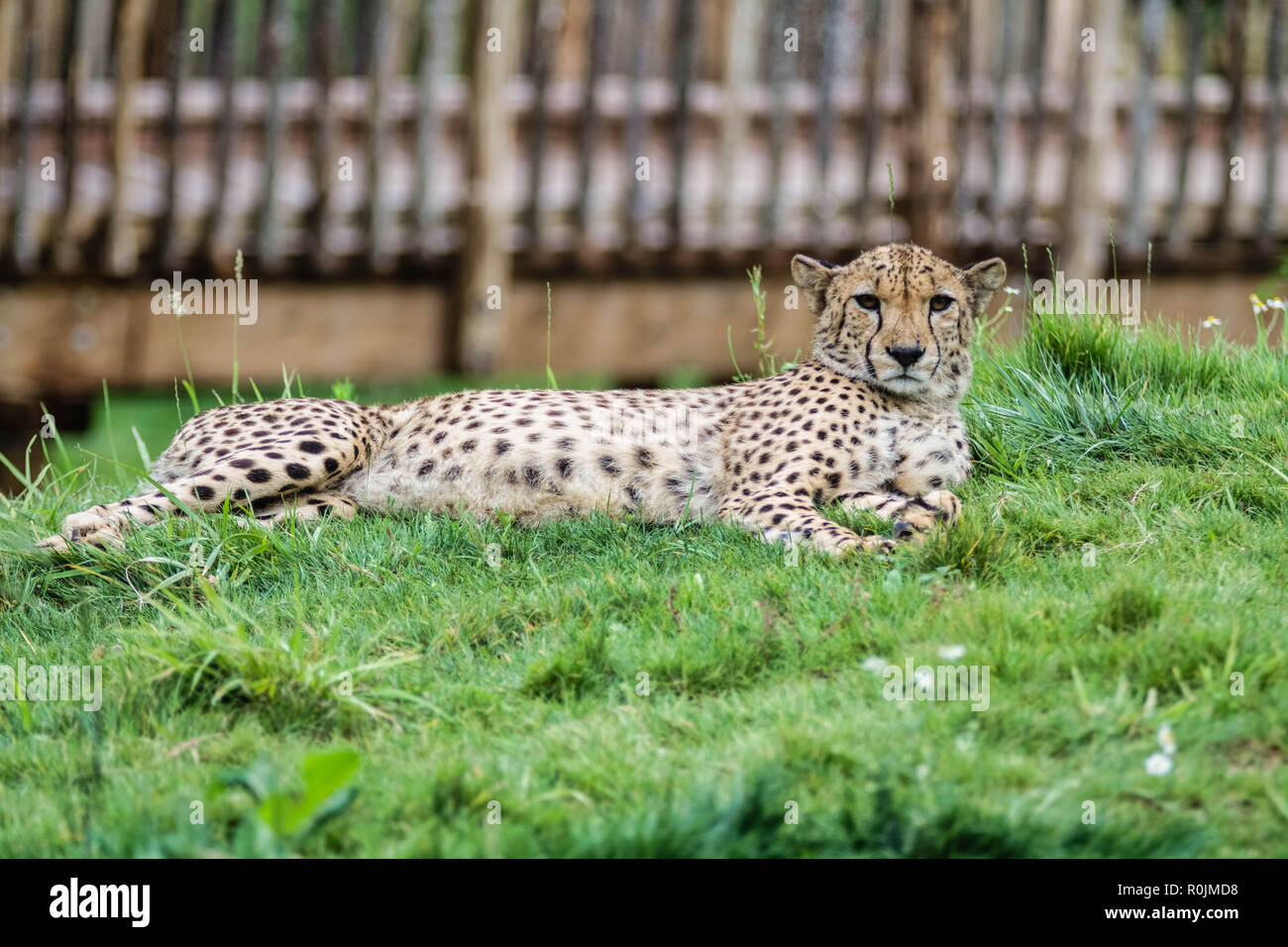 The cheetah (Acinonyx jubatus; /ˈtʃiːtə/) is a large cat of the subfamily Felinae that occurs in North, Southern and East Africa Stock Photo