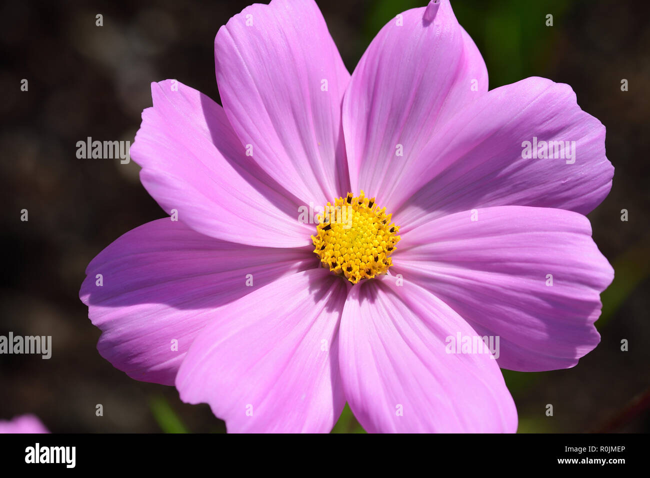 Up close image of pink cosmos hi-res stock photography and images - Alamy