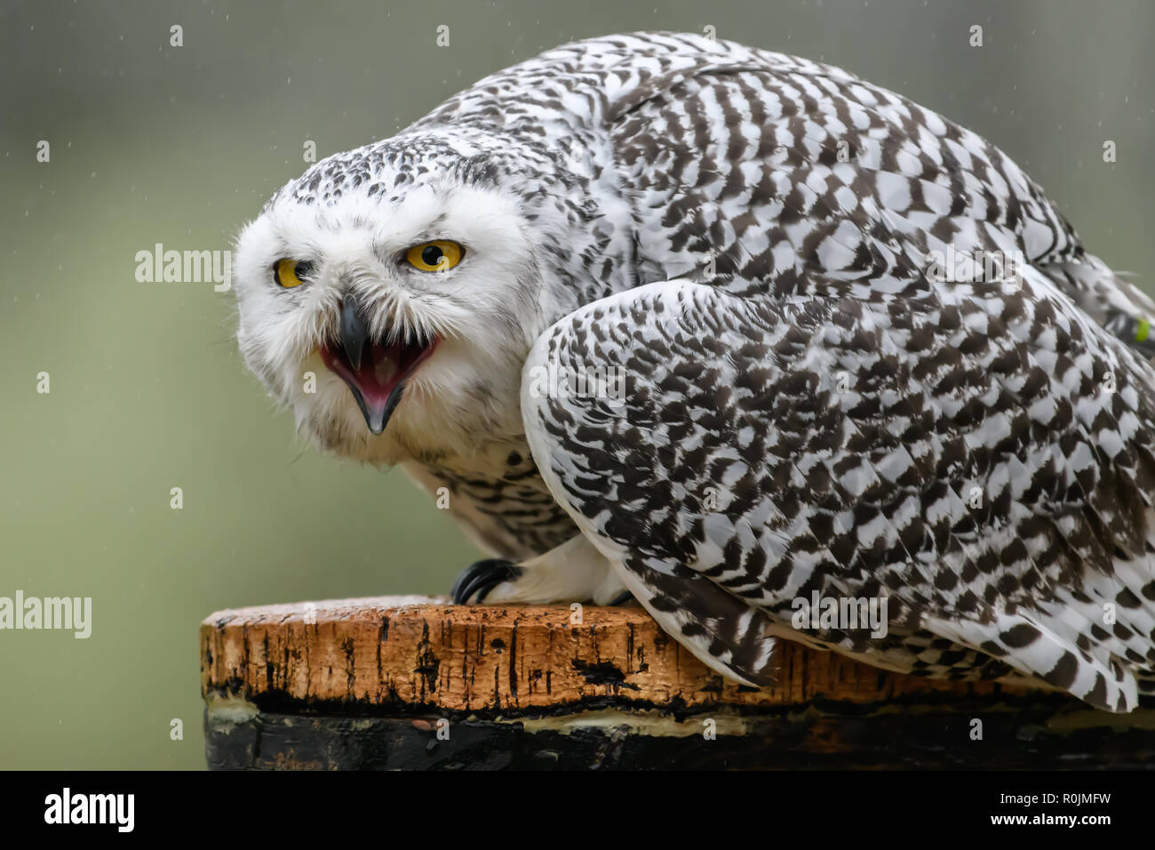 Snowy owl falconry hi-res stock photography and images - Alamy
