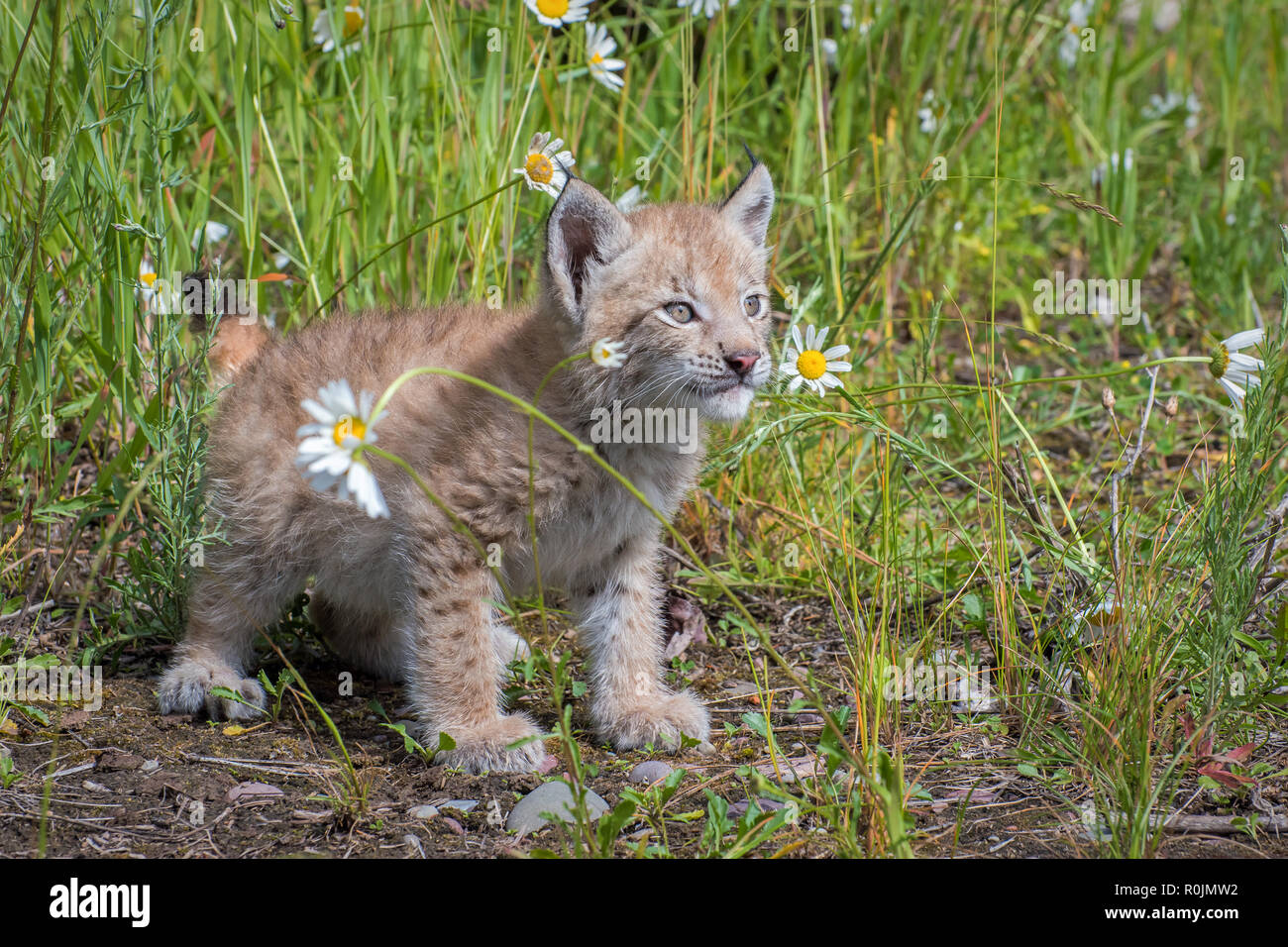 Siberian Lynx Kitten and Daisies Stock Photo
