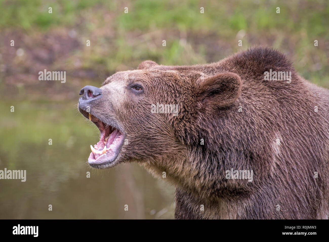 Grizzly Bear Roaring Side View