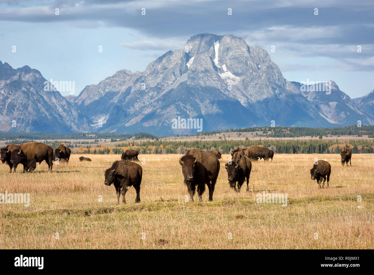 Tetons and Bison Herd in Fall Stock Photo