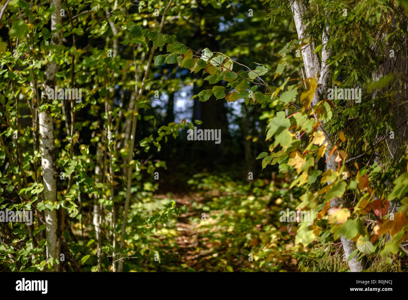 colored tree leaves lush pattern in forest with branches and sunlight ...
