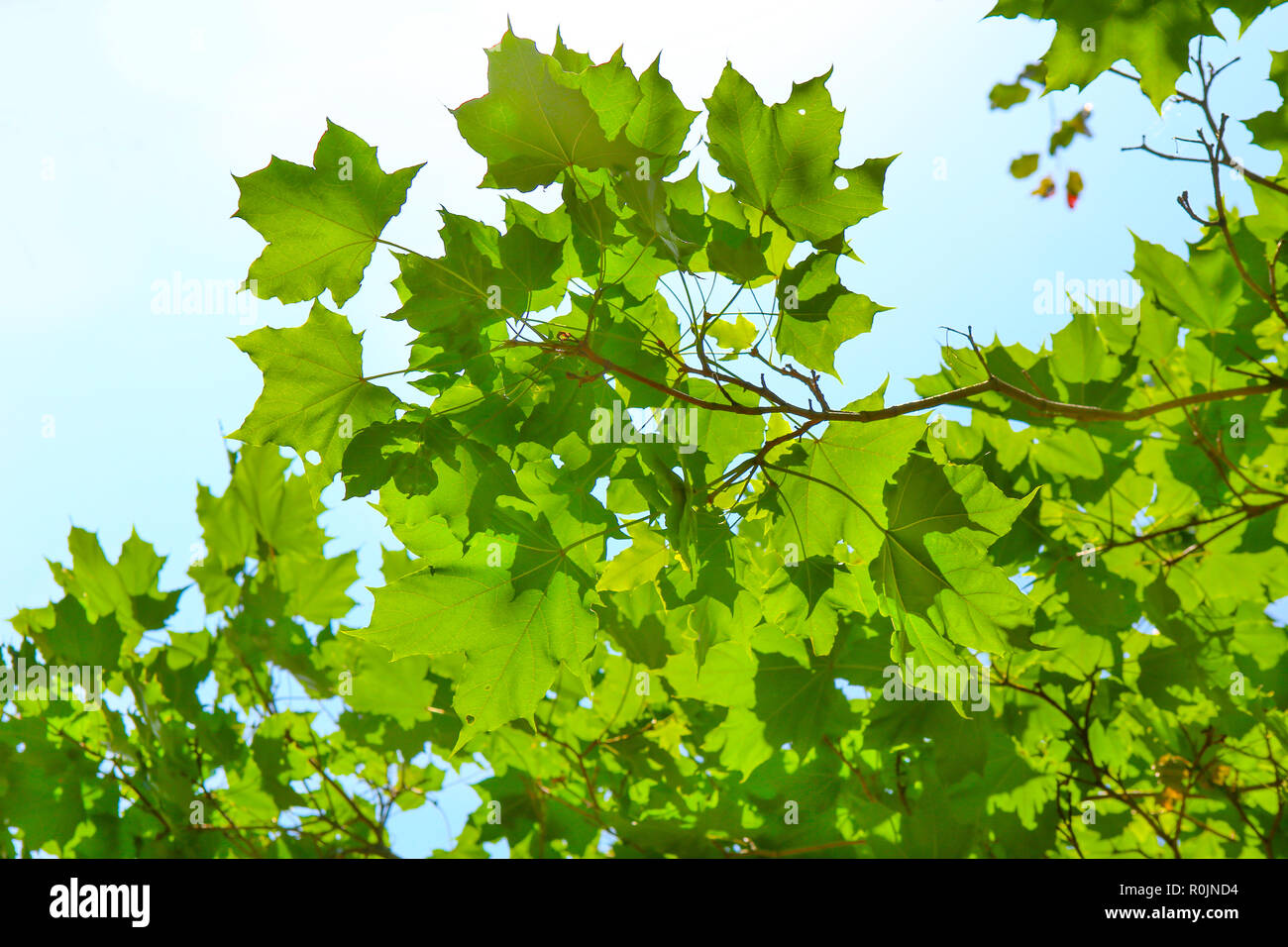 Sunlight shines on green leaves hi-res stock photography and images - Alamy