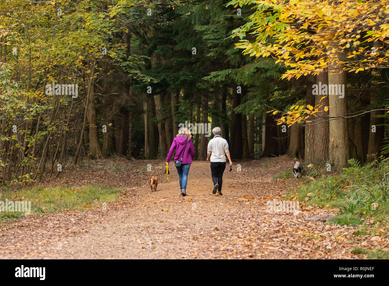 two middle aged women walking in the woods in autumn Stock Photo
