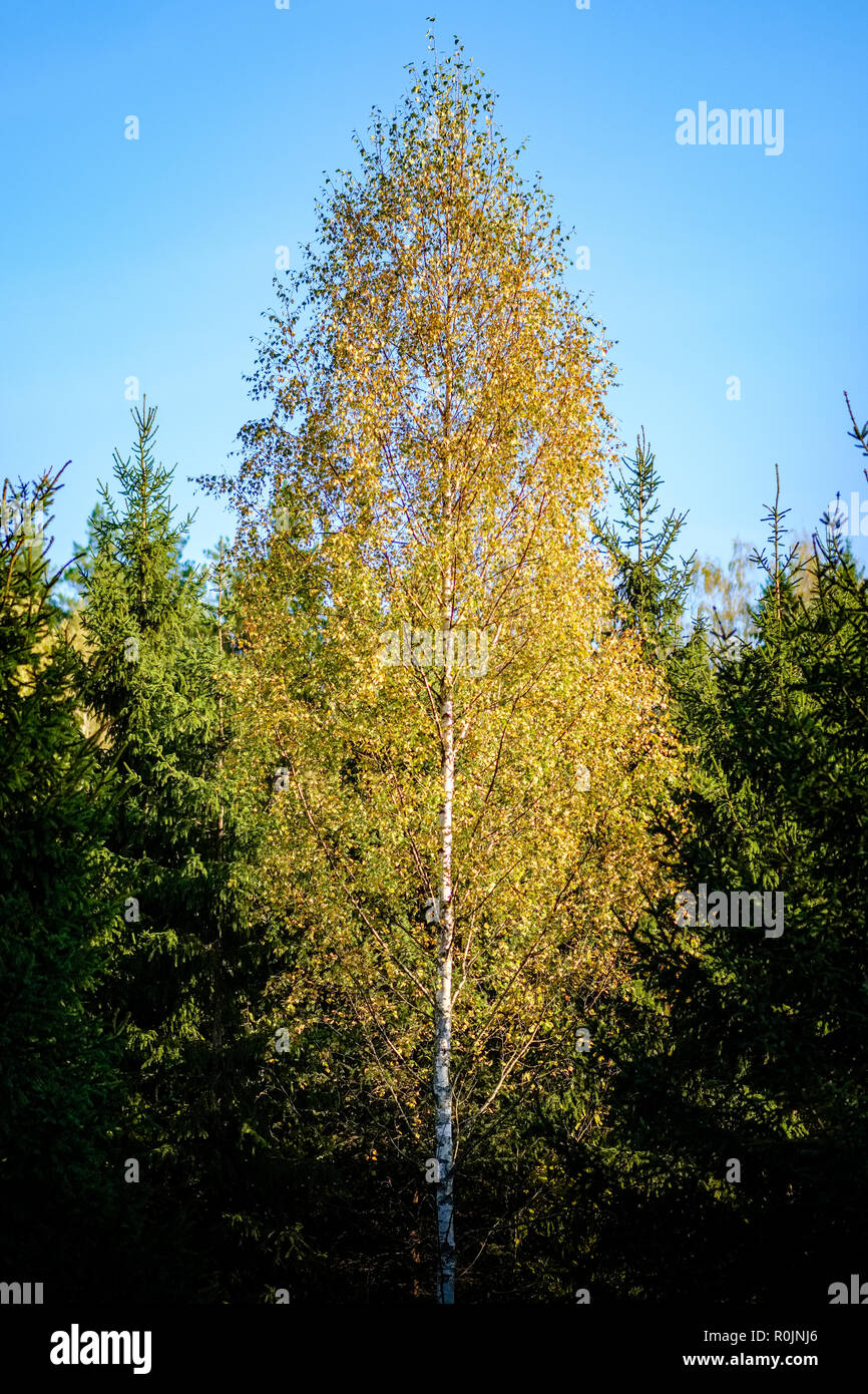 birch tree lush in colorful autumn forest with tree trunks and leaves ...