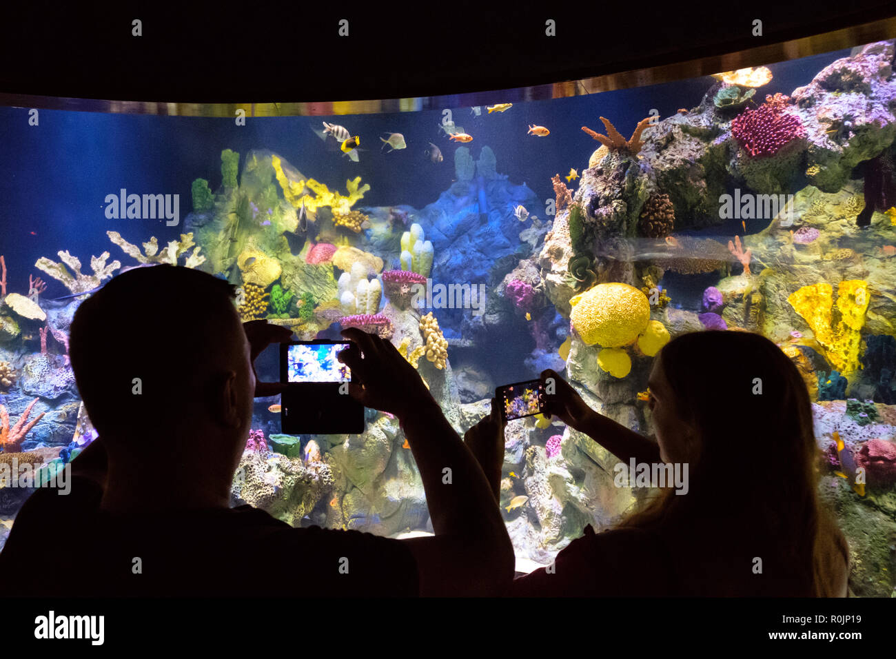 Tenerife, Canary Islands, Spain - september 2018: People taking pictures with mobile phone inside aquarium of the Loro Park (Loro Parque) Zoo in Tener Stock Photo