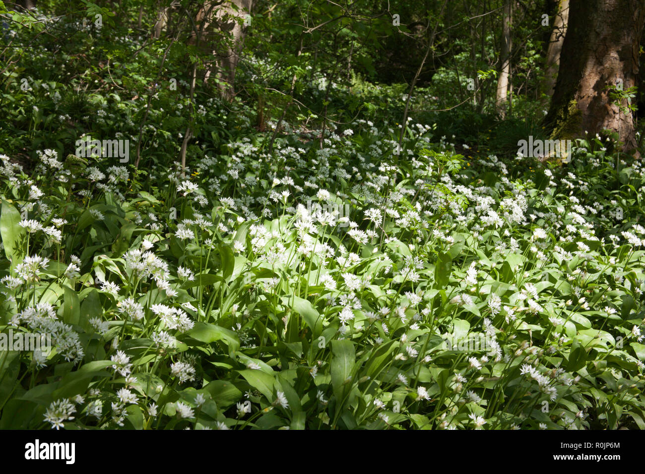 Ramsons or wild garlic  in flower Etherow Country Park n Spring near Marple Cheshire England Stock Photo