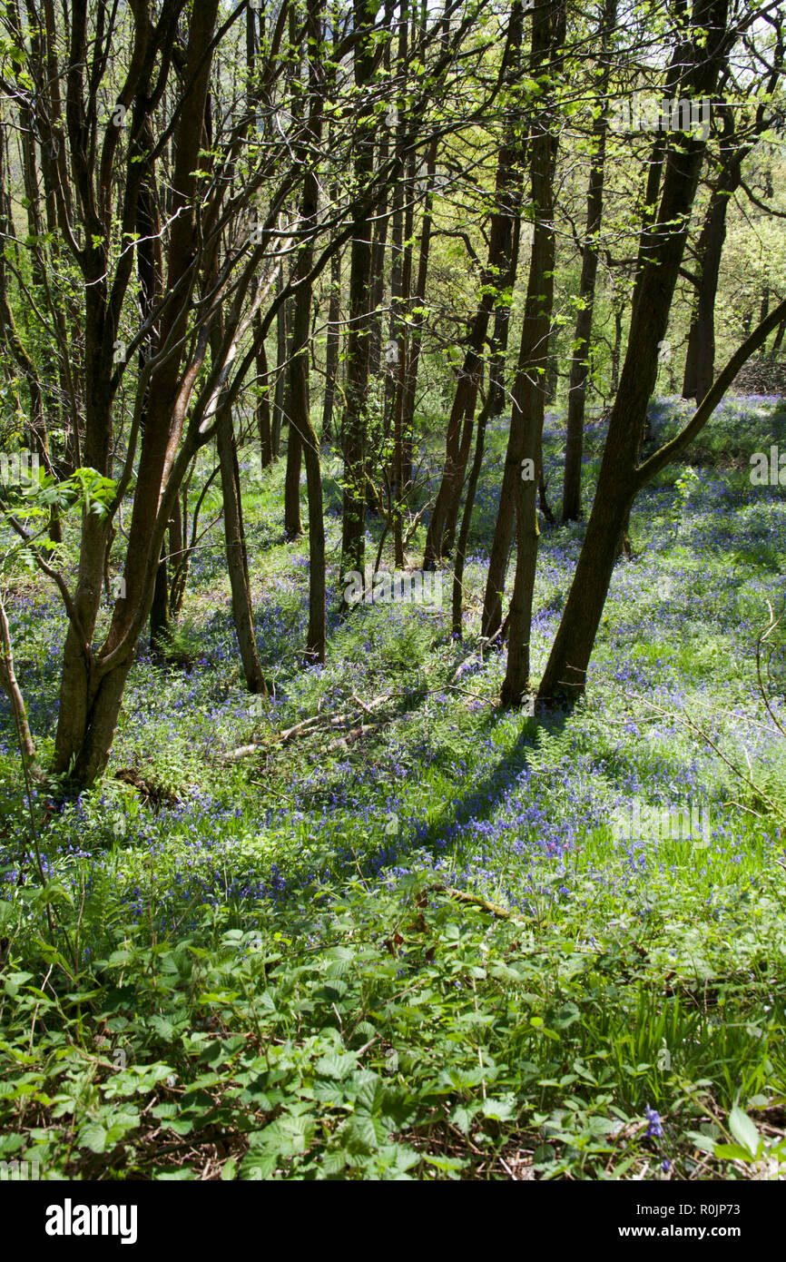 Bluebells in flower Etherow Country Park n Spring near Marple Cheshire England Stock Photo