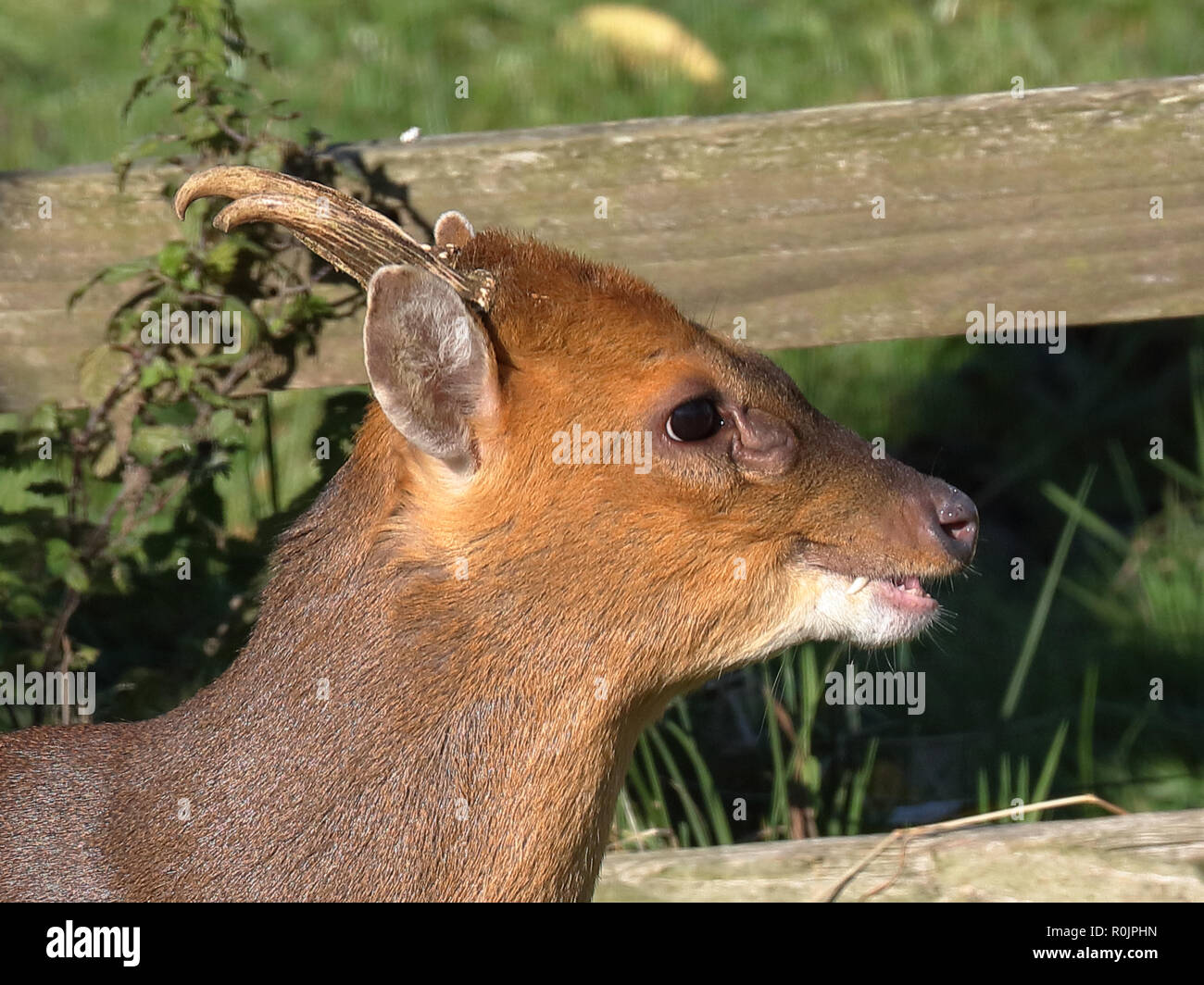 Muntjac buck showing fang Stock Photo