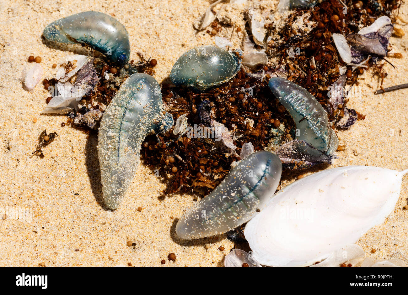 Bluebottles jellyfish washed on an exposed ocean beach during a windy day in Queensland, Australia Stock Photo