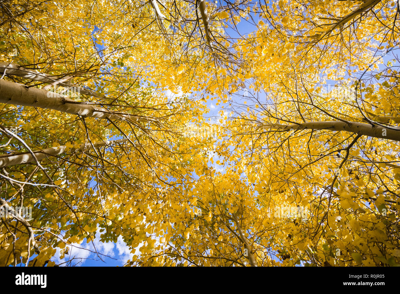 Looking up in a grove of aspen trees in the Eastern Sierras, in a sunny fall day; California Stock Photo