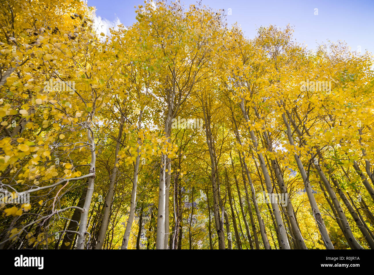 Grove of aspen trees on a sunny fall day; Eastern Sierra mountains, California Stock Photo