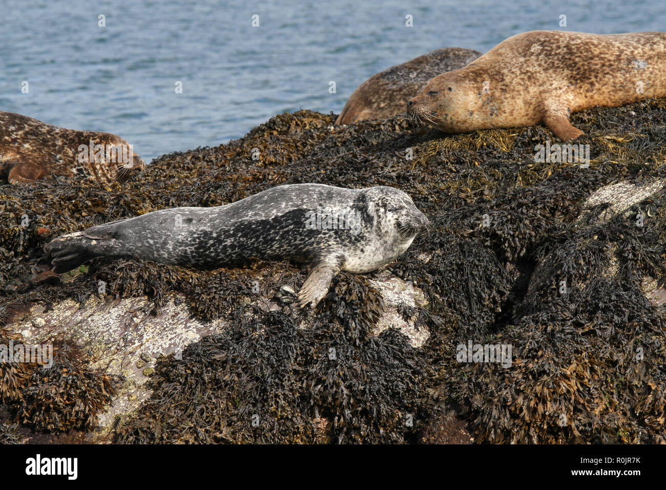 Harbour seals seaweed ireland hires stock photography and images Alamy