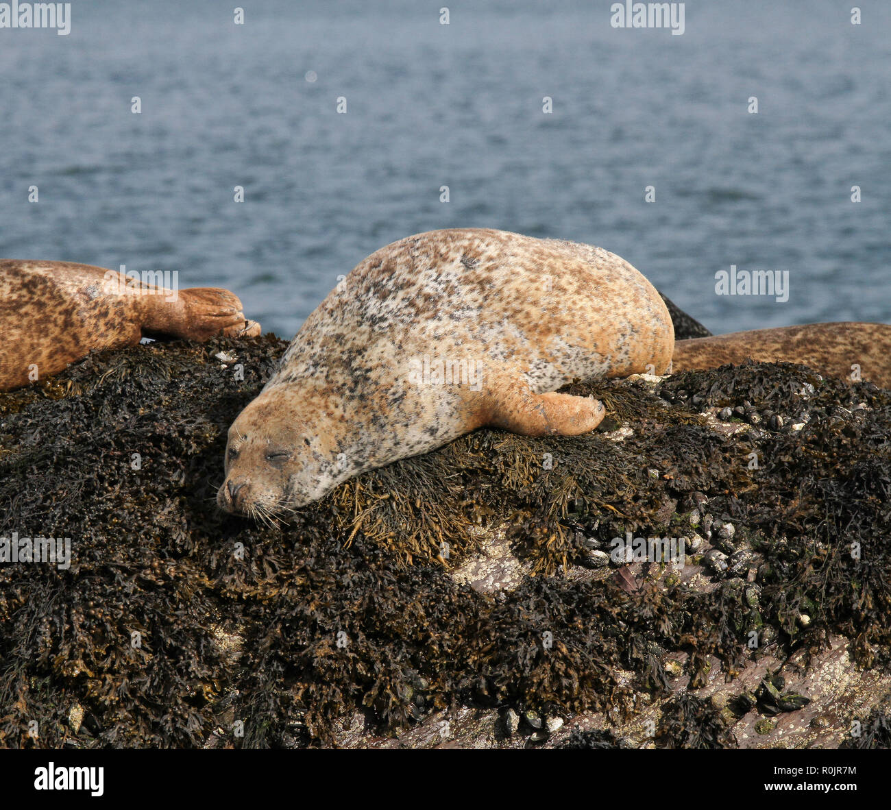 Harbour seals seaweed ireland hires stock photography and images Alamy