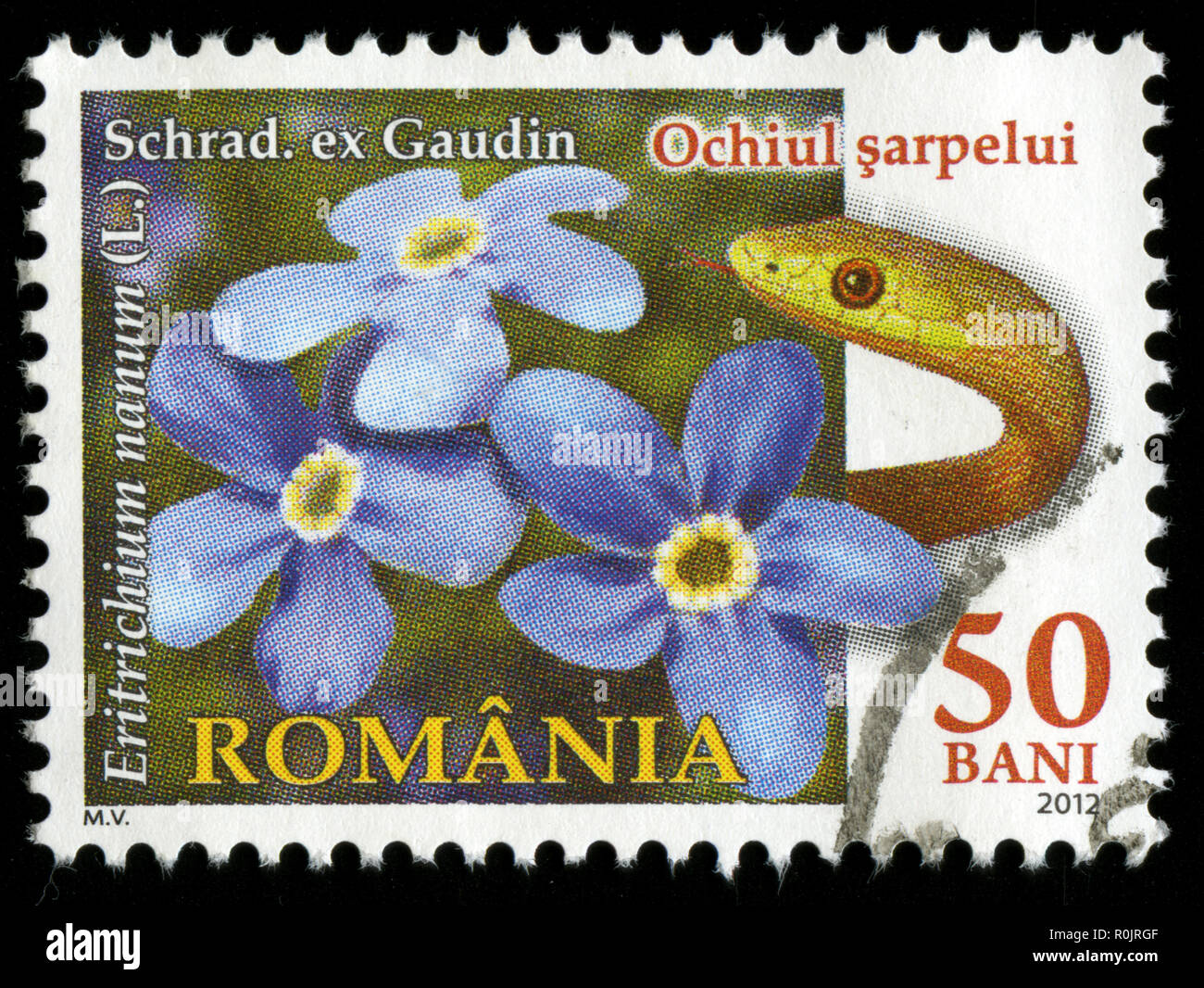 Postage stamp from Romania in the Flora of Romania series issued in 2012 Stock Photo